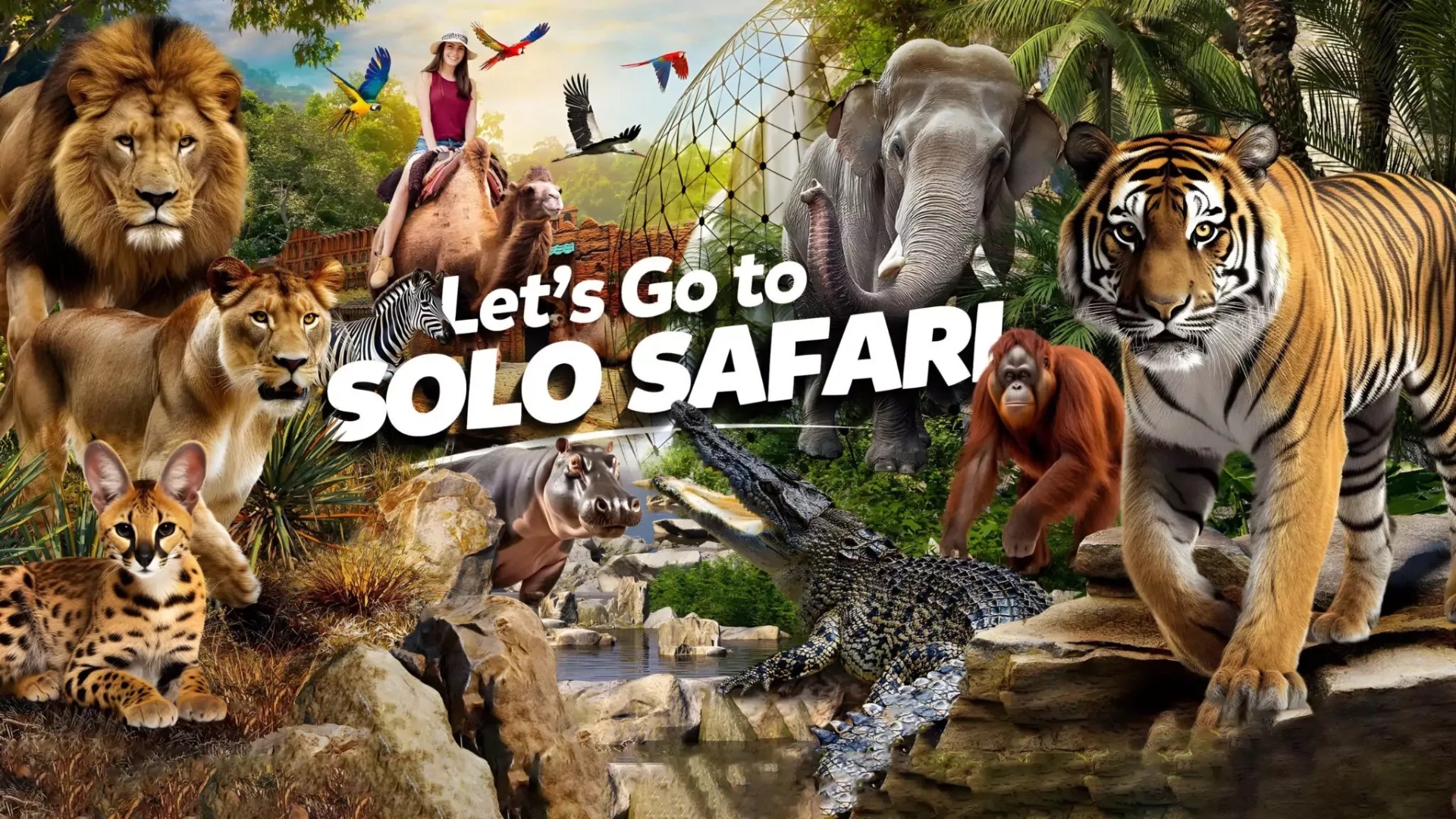 Solo Safari
